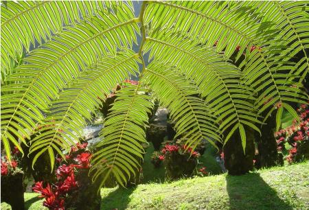 Jardin de balata